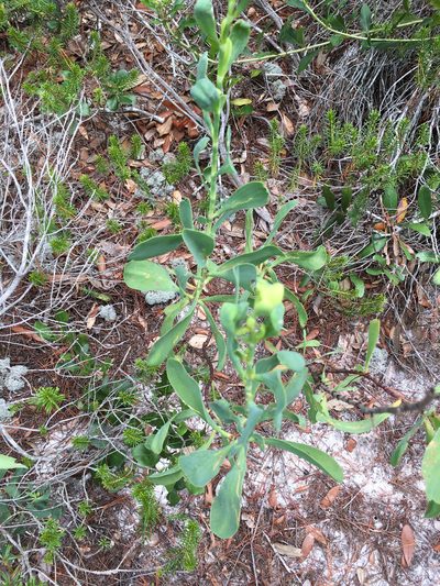 Polygonella macrophylla, photographed by Alan Weakley