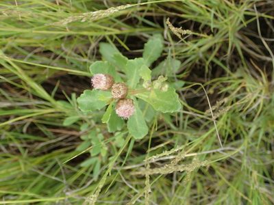 Pluchea pteropoda, photographed by 葉子
