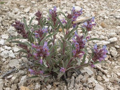 Penstemon barnebyi, photographed by Jim Morefield