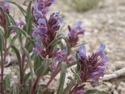 Penstemon barnebyi, photographed by Jim Morefield