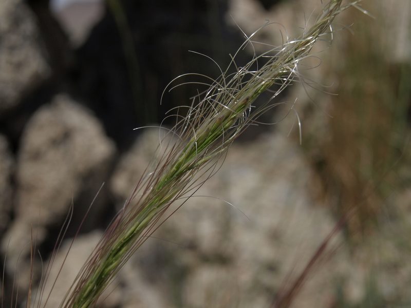 Eriocoma arida, photographed by Jim Morefield