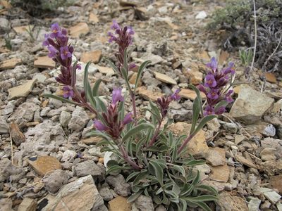 Penstemon barnebyi, photographed by Jim Morefield