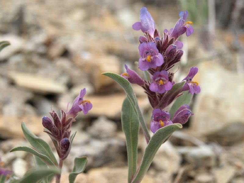 Penstemon barnebyi, photographed by Jim Morefield
