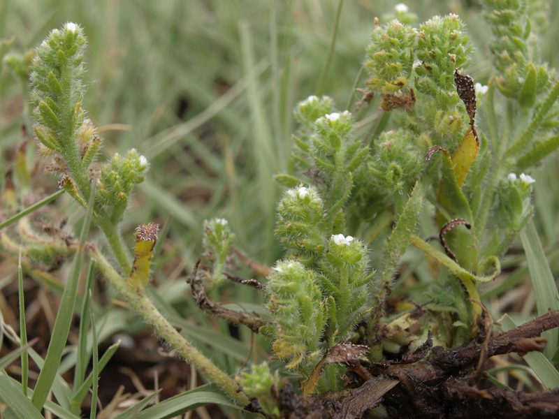 Plagiobothrys salsus, photographed by Jim Morefield