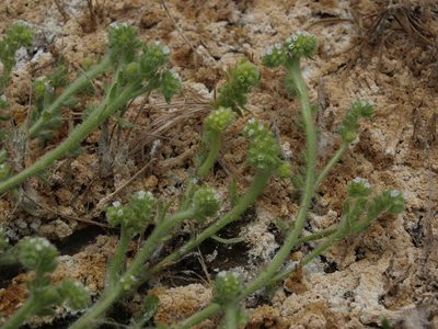 Plagiobothrys salsus, photographed by Jim Morefield