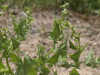 Atriplex phyllostegia, photographed by Jim Morefield