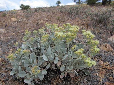 Eriogonum robustum, photographed by Jim Morefield