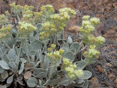 Eriogonum robustum, photographed by Jim Morefield