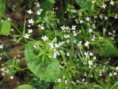 Galium dahuricum, photographed by Repina Tatyana