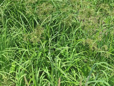 Scirpus radicans, photographed by Repina Tatyana