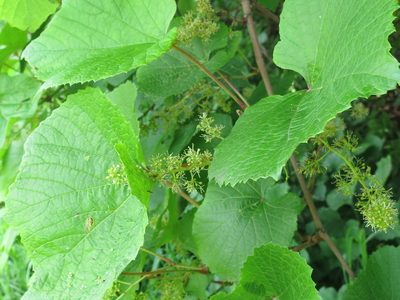 Vitis amurensis, photographed by Repina Tatyana