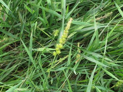 Carex leiorhyncha, photographed by Repina Tatyana