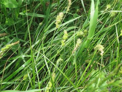 Carex leiorhyncha, photographed by Repina Tatyana