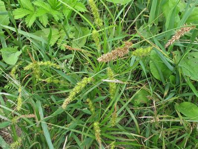 Carex leiorhyncha, photographed by Repina Tatyana