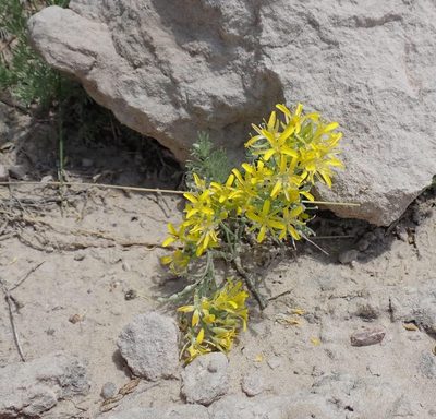 Physaria ludoviciana, photographed by John Brew