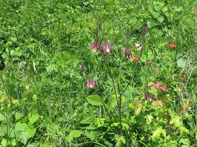 Aquilegia oxysepala, photographed by Repina Tatyana