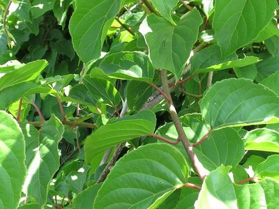 Actinidia arguta, photographed by Repina Tatyana