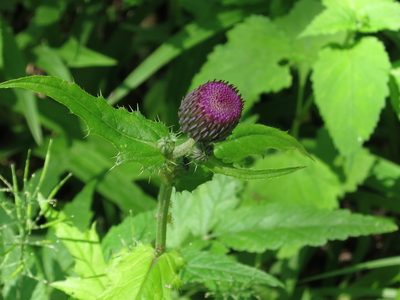 Cirsium schantarense, photographed by Repina Tatyana