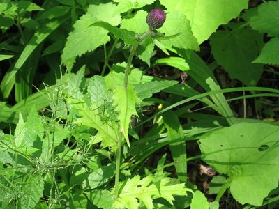 Cirsium schantarense, photographed by Repina Tatyana