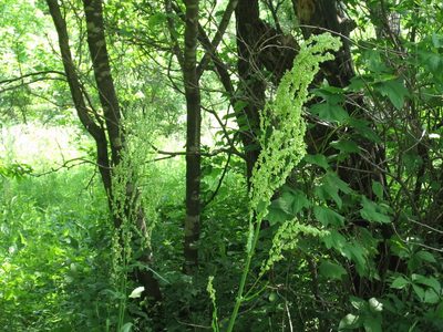 Rumex longifolius, photographed by Repina Tatyana