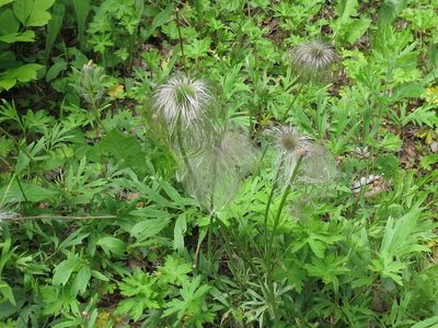 Pulsatilla dahurica, photographed by Repina Tatyana