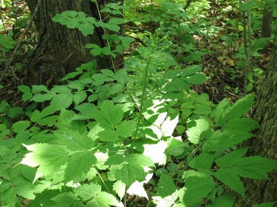 Actaea asiatica, photographed by Repina Tatyana
