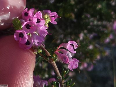Erica melanthera, photographed by Chris Vynbos