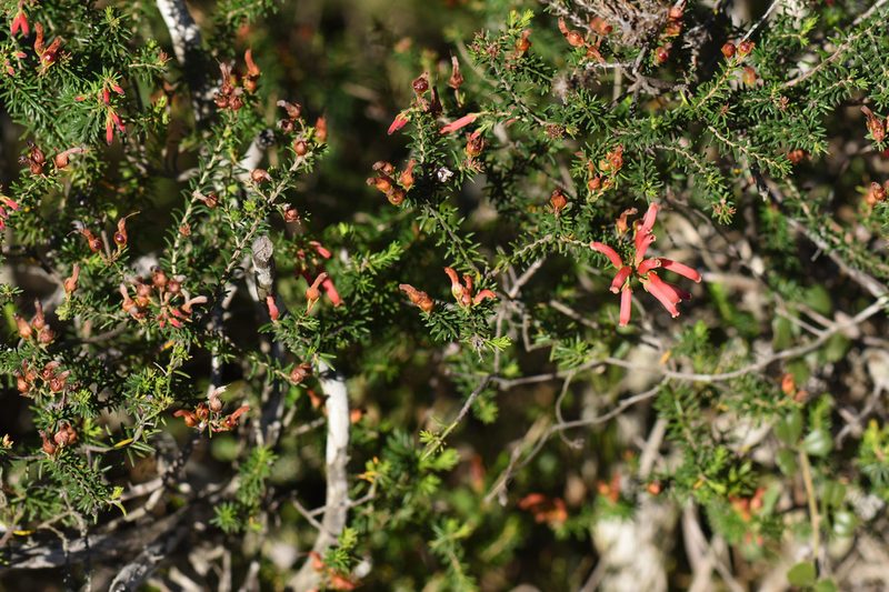 Erica chloroloma, photographed by Andrew Gillespie