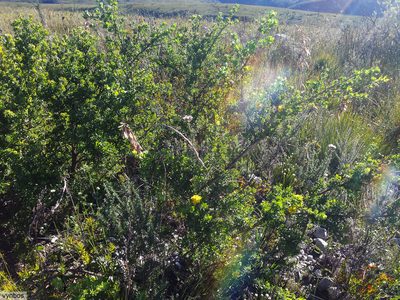 Aspalathus securifolia, photographed by Chris Vynbos