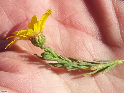 Ursinia trifida, photographed by Chris Vynbos
