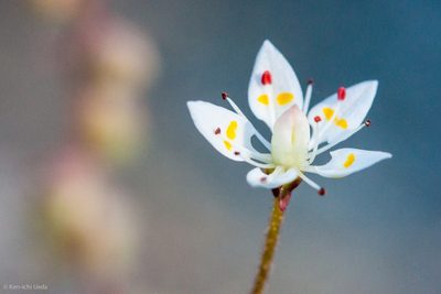Micranthes bryophora, photographed by Ken-ichi Ueda