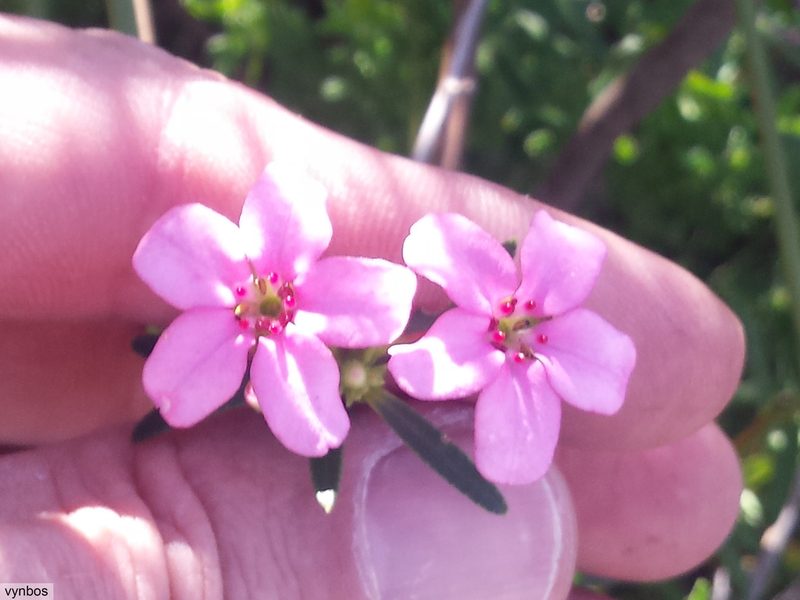 Adenandra fragrans, photographed by Chris Vynbos