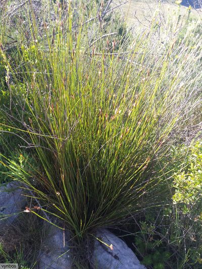 Hypodiscus alboaristatus, photographed by Chris Vynbos