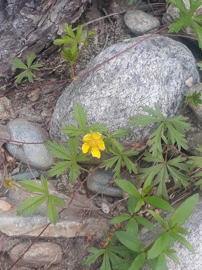 Potentilla flagellaris, photographed by Кристина Медведева