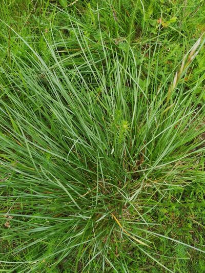 Helictochloa pratensis, photographed by Eva Lieungh