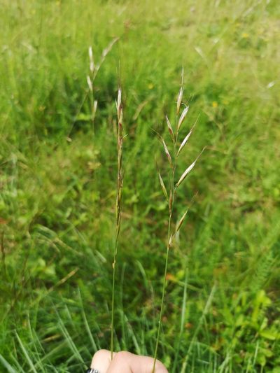 Helictochloa pratensis, photographed by Eva Lieungh