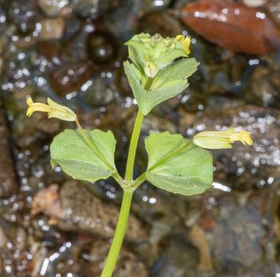 Erythranthe arvensis, photographed by Don Loarie