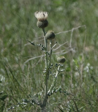 Cirsium canescens, photographed by Colin Croft