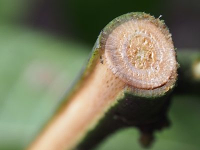 Guatteria amplifolia, photographed by Lena Struwe