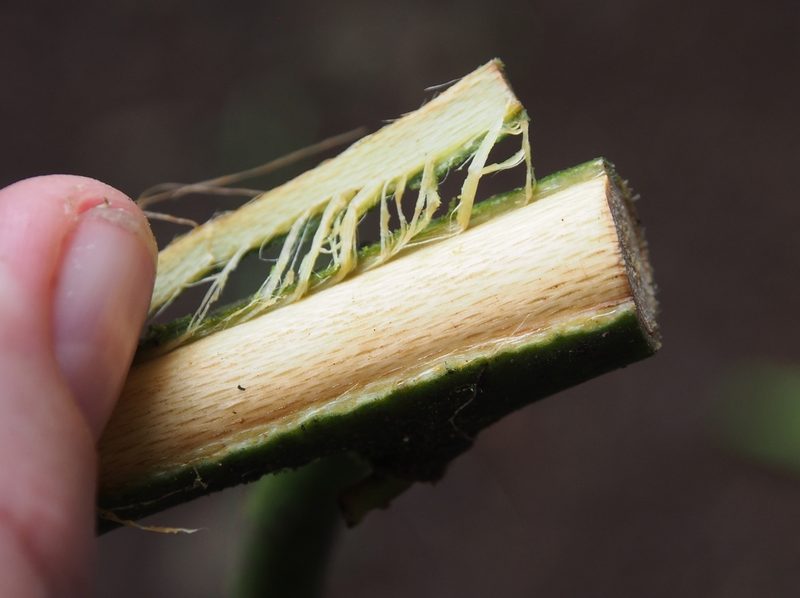 Guatteria amplifolia, photographed by Lena Struwe