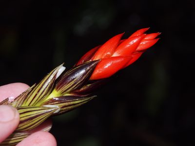 Guzmania monostachia, photographed by Lena Struwe