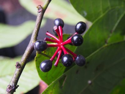 Guatteria amplifolia, photographed by Lena Struwe