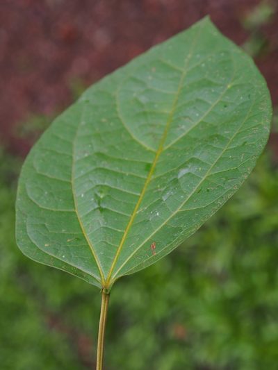 Hampea appendiculata, photographed by Lena Struwe