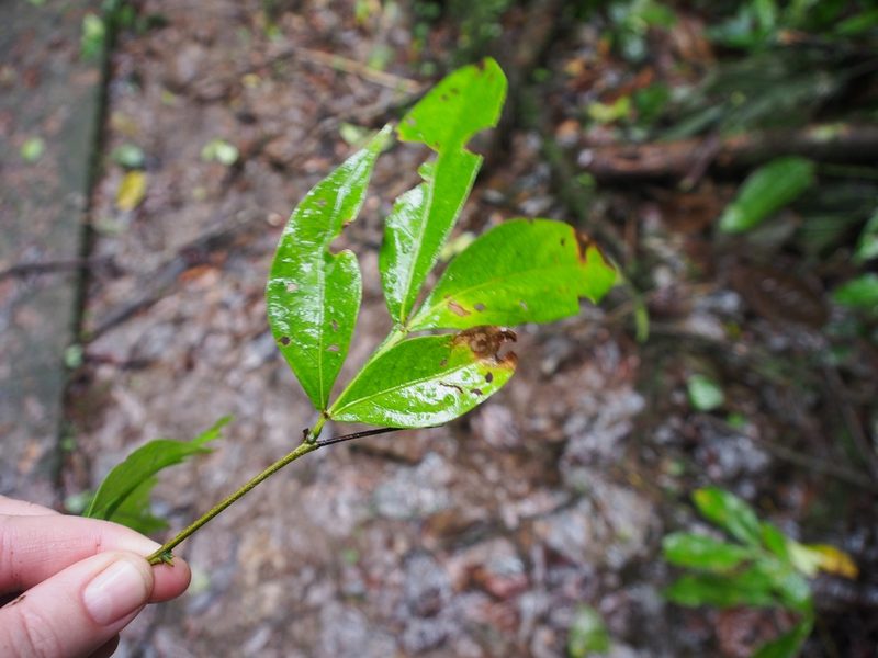 Inga marginata, photographed by Lena Struwe