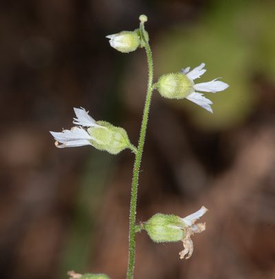 Lithophragma campanulatum, photographed by Don Loarie