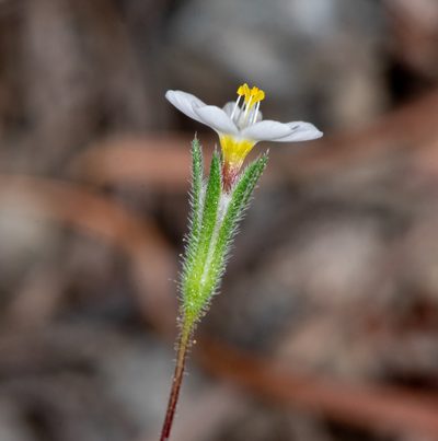 Leptosiphon bolanderi, photographed by Don Loarie