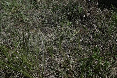 Carex inops, photographed by Colin Croft