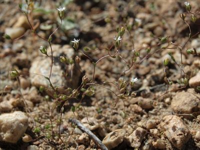 Nemacladus sigmoideus, photographed by Jim Morefield