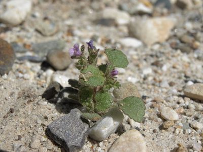 Phacelia peirsoniana, photographed by Jim Morefield