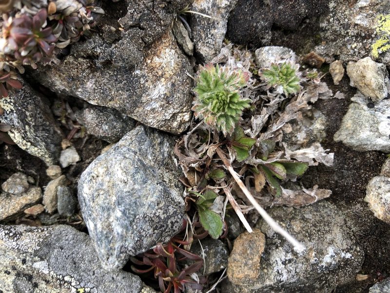 Potentilla robbinsiana, photographed by Doug Weihrauch